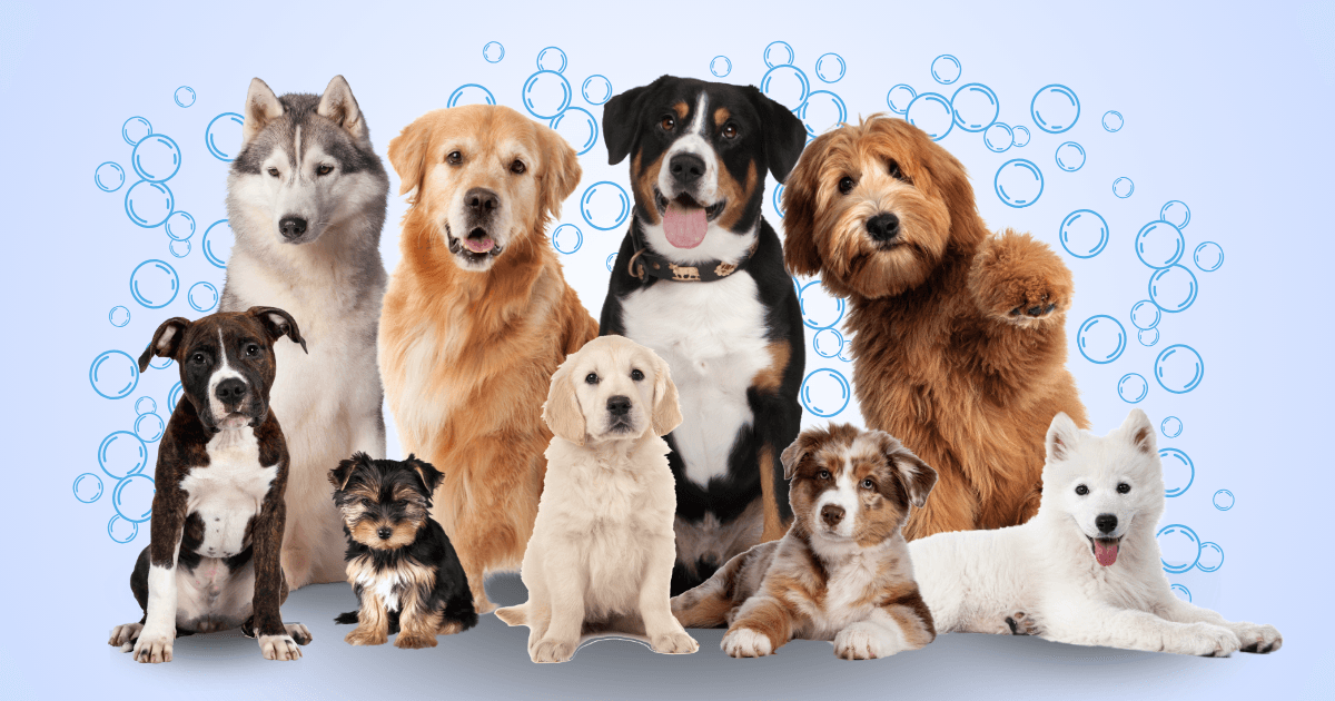 Dog Grooming Directory